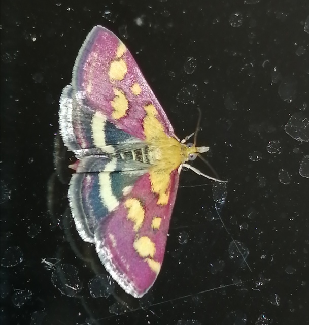 Pyrausta purpuralis - közönséges bíbormoly