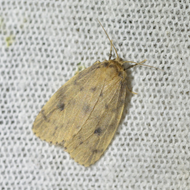 Thumata senex - mocsári medvelepke