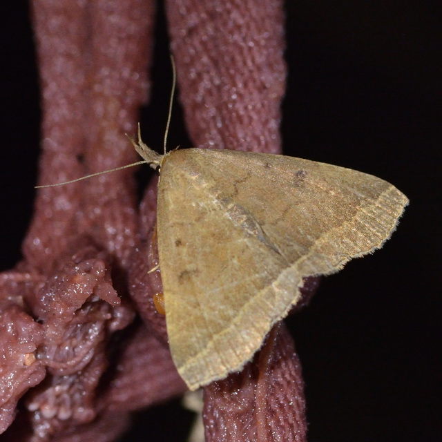Pechipogo plumigeralis - tollascsápú karcsúbagoly