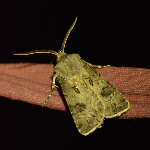 Agrotis bigramma - kétjegyű földibagoly