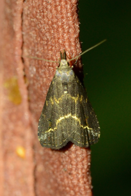 Schrankia costaestrigalis - keskenyszárnyú karcsúbagoly