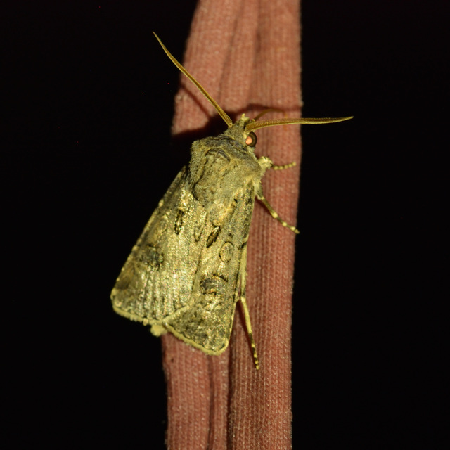 Agrotis bigramma - kétjegyű földibagoly