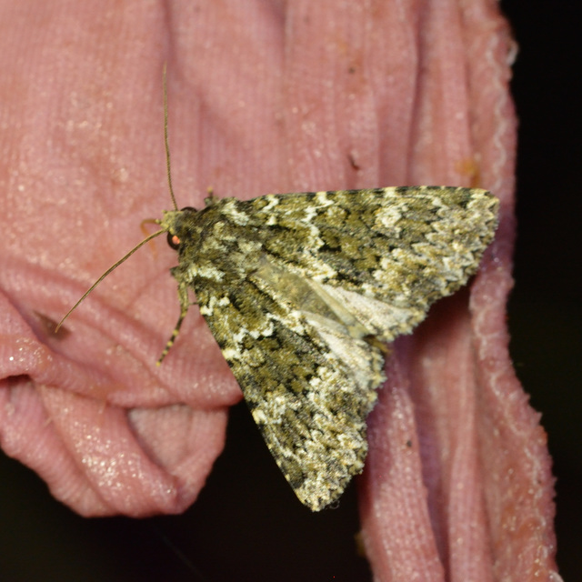 Polymixis polymita - kankalin-tarkabagoly