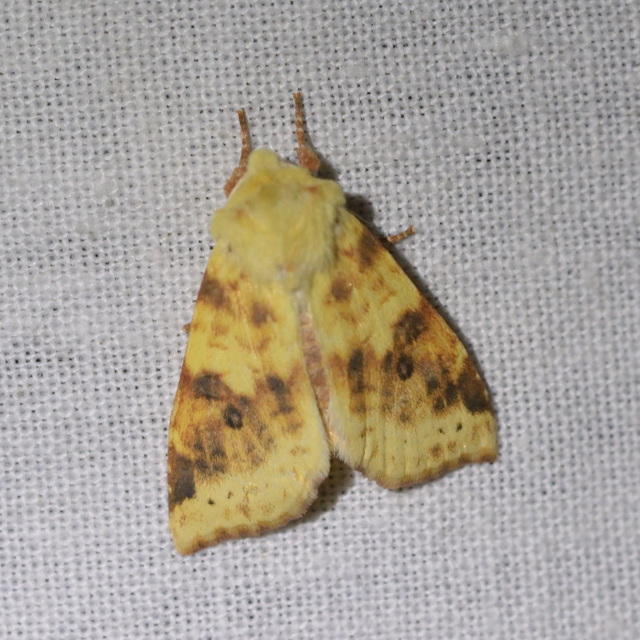 Cirrhia icteritia - nyárfa-sárgabagoly