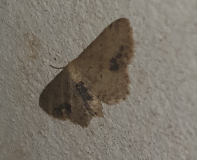 Idaea dimidiata - gyakori apróaraszoló