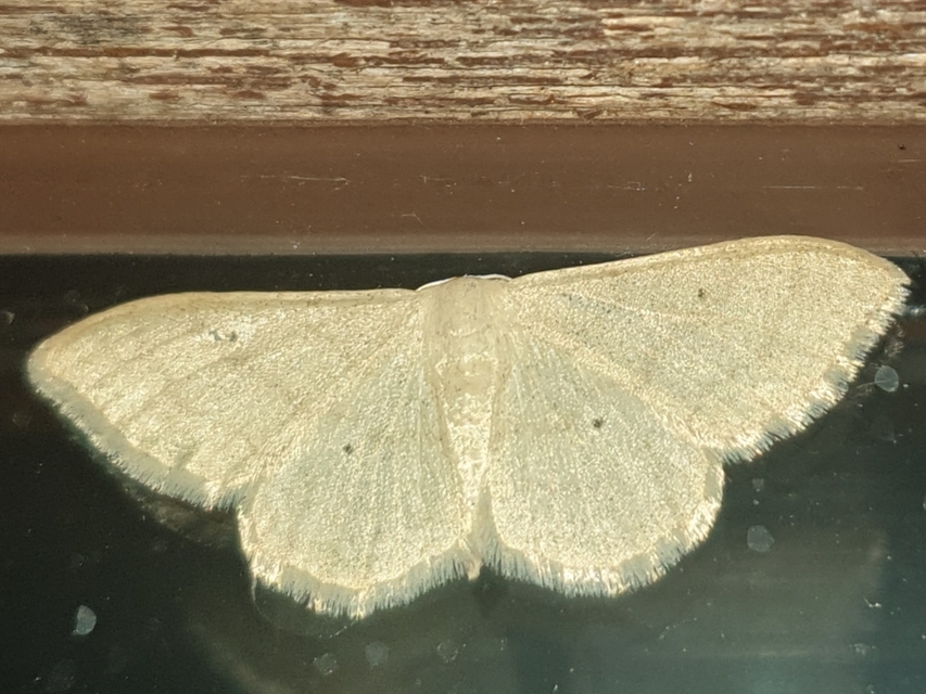 Idaea straminata - szalmasárga sávosaraszoló