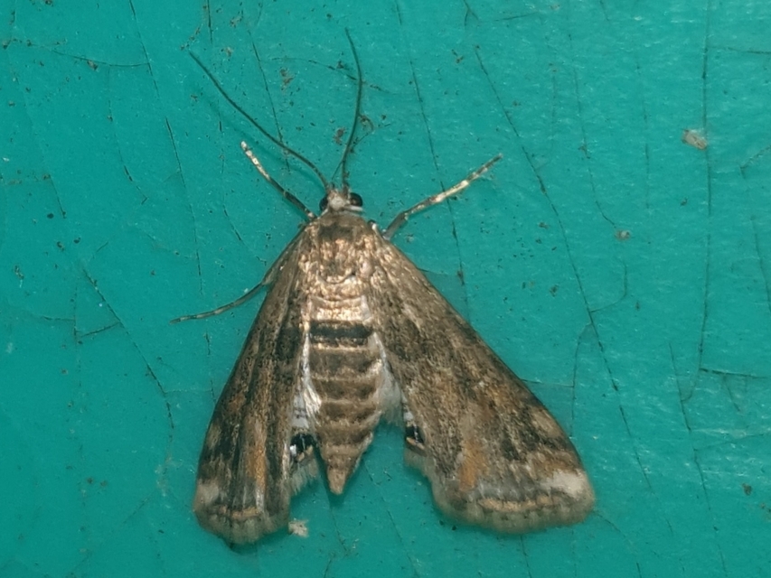 Cataclysta lemnata - békalencsemoly
