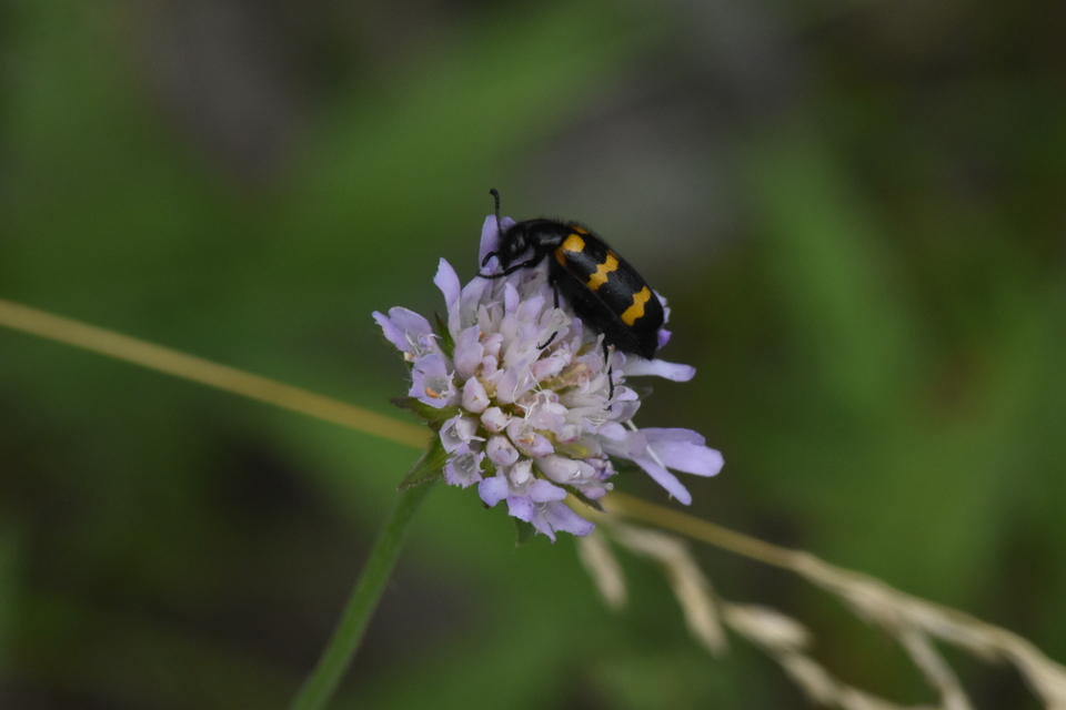 Mylabris variabilis - szalagos hólyaghúzó