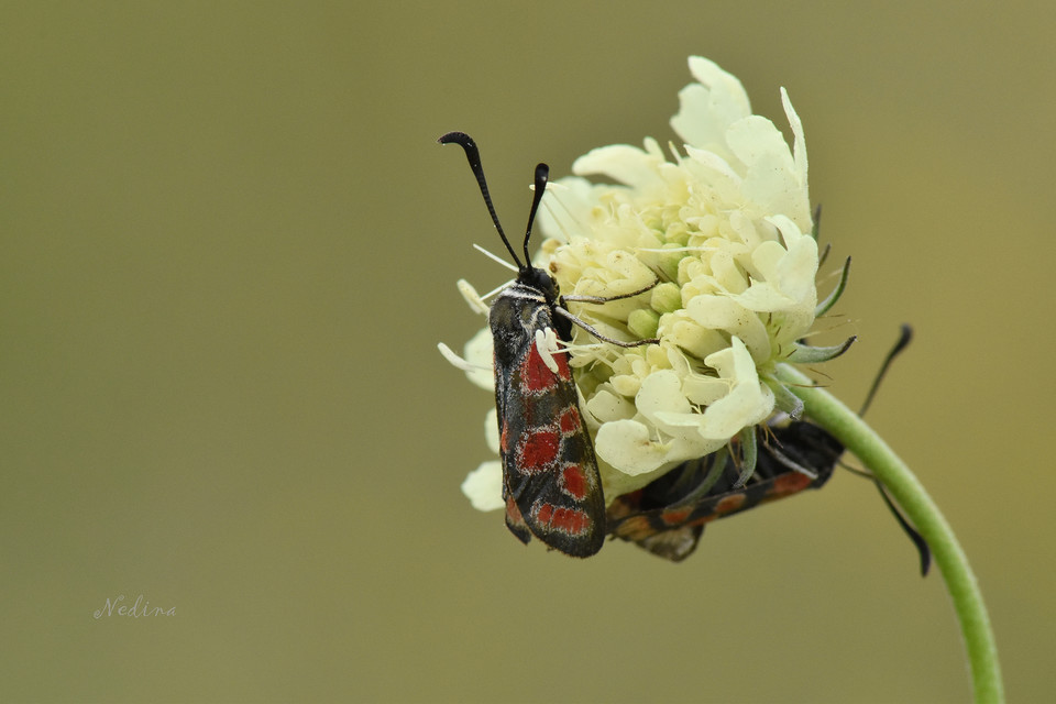 Zygaena carniolica - fehérgyűrűs csüngőlepke
