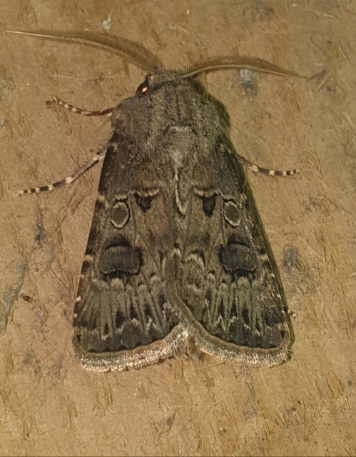 Agrotis bigramma - kétjegyű földibagoly