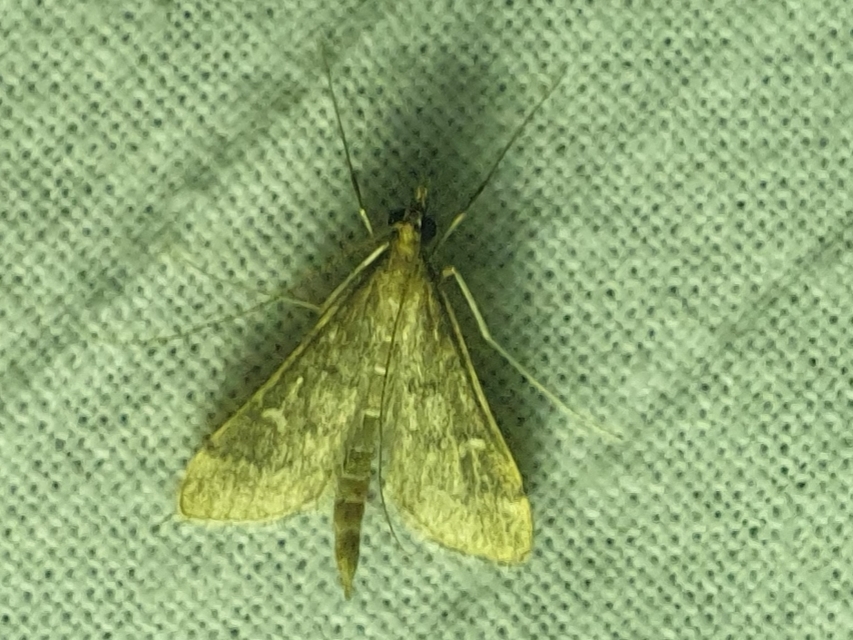 Dolicharthria punctalis - hosszúlábú tűzmoly