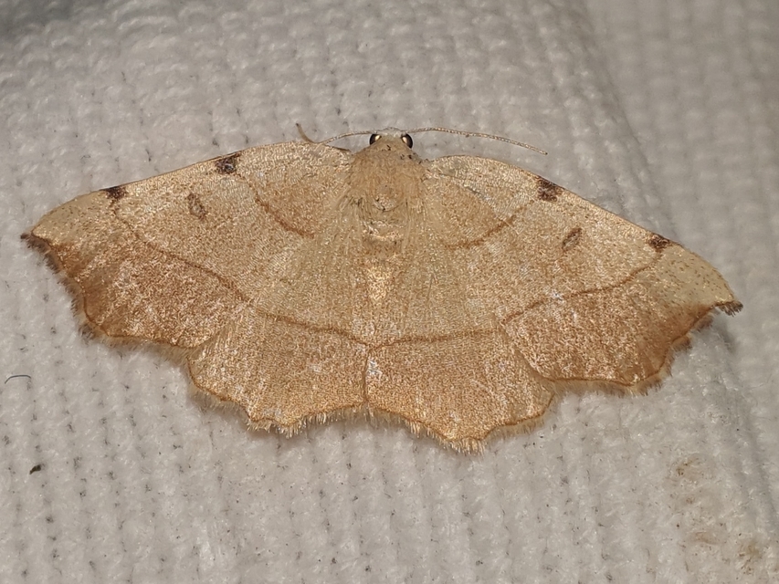 Eilicrinia trinotata - háromjegyű araszoló