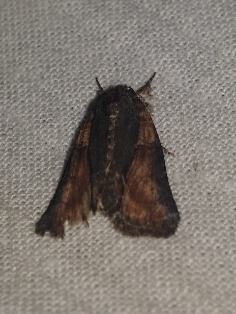 Bryophila raptricula/felina