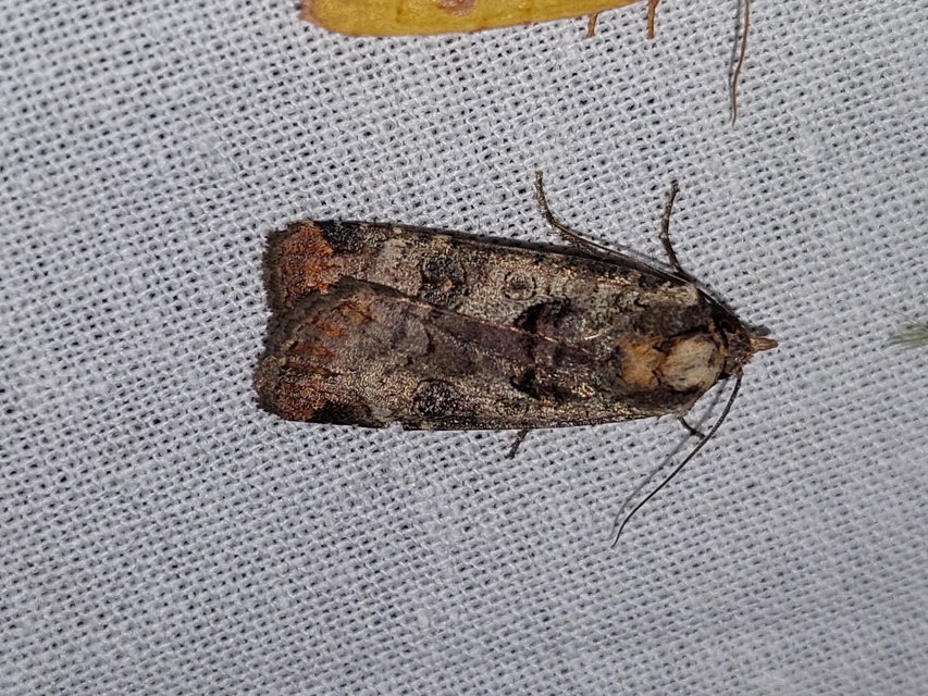 Epilecta linogrisea - karcsú sárgafűbagoly