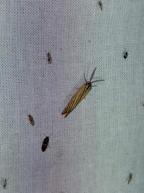 Spiris striata - csíkos molyszövő