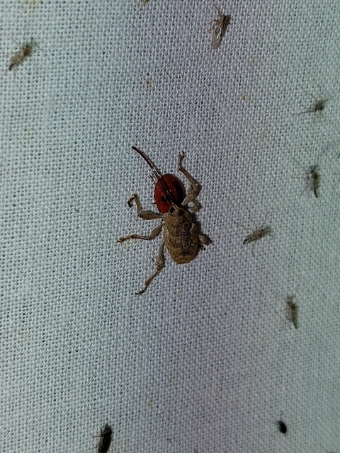 Curculio elephas - gesztenyezsuzsóka