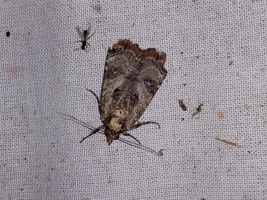 Epilecta linogrisea - karcsú sárgafűbagoly