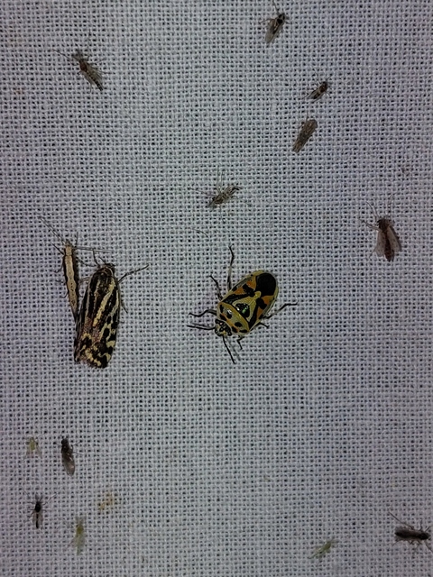 Eurydema ornata - díszespoloska