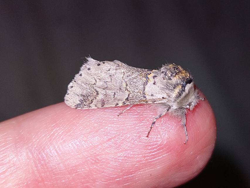 Furcula furcula - szürke púposszövő