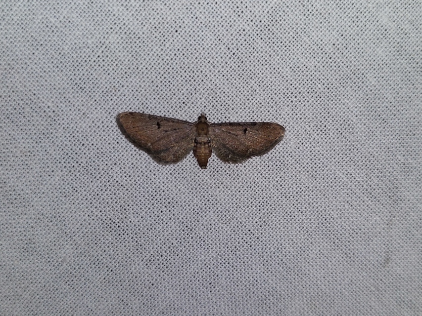 Eupithecia absinthiata - üröm-törpearaszoló