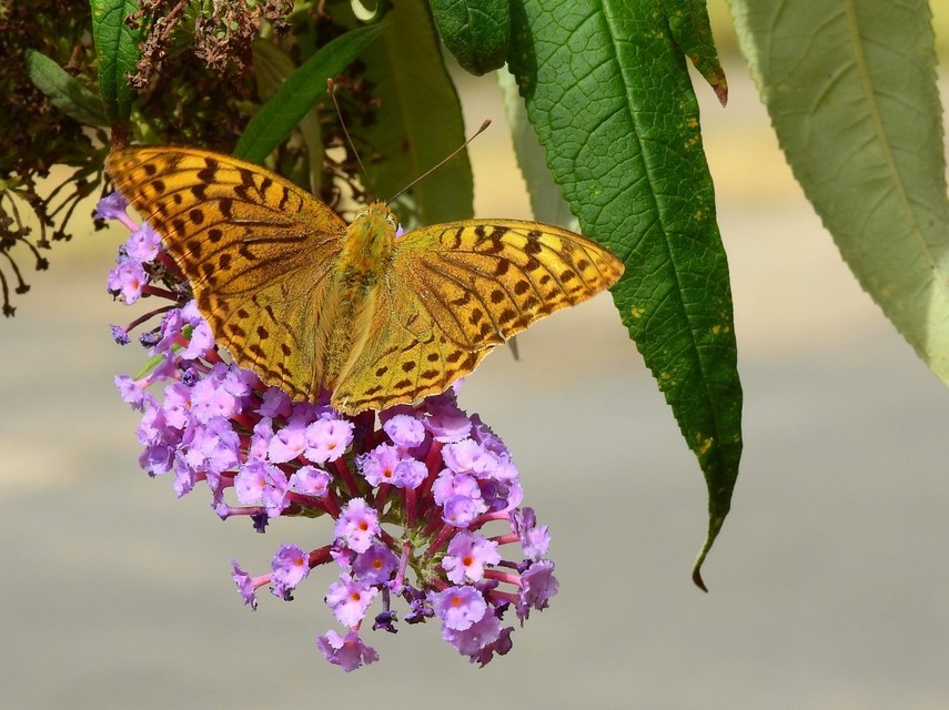 Argynnis pandora - zöldes gyöngyházlepke