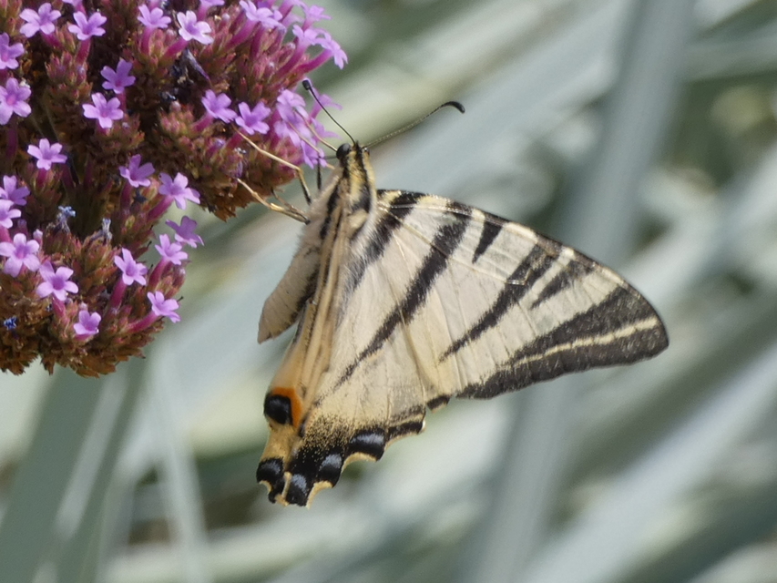 Iphiclides podalirius - kardoslepke