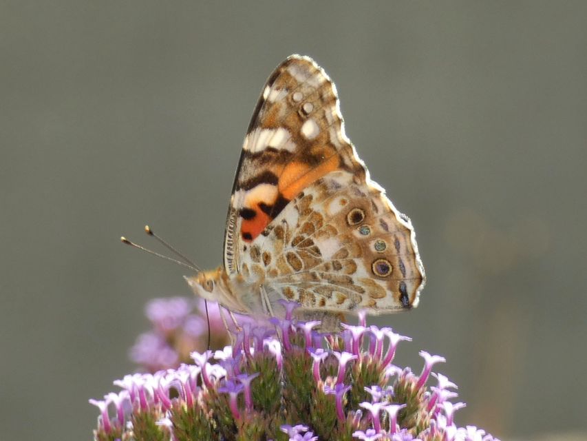 Vanessa cardui - bogáncslepke