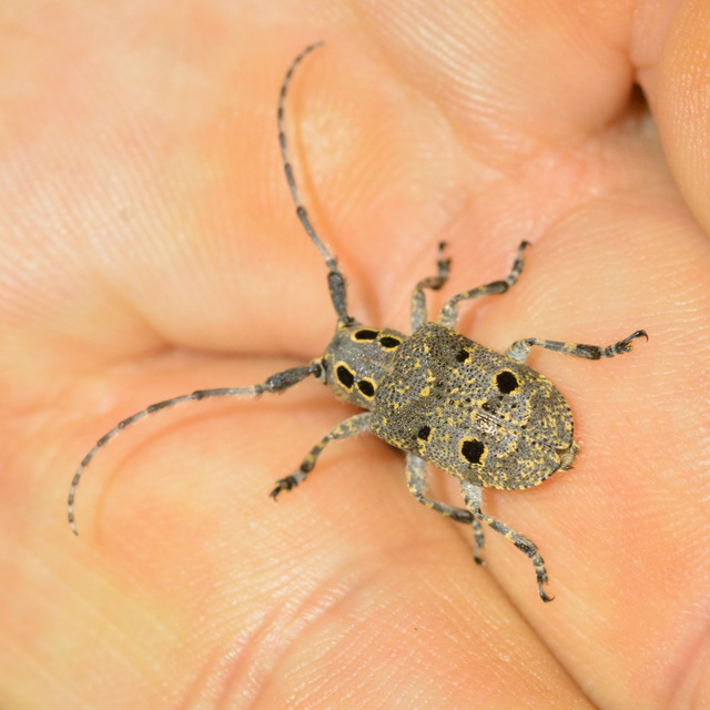 Mesosa curculionoides - szemfoltos cincér