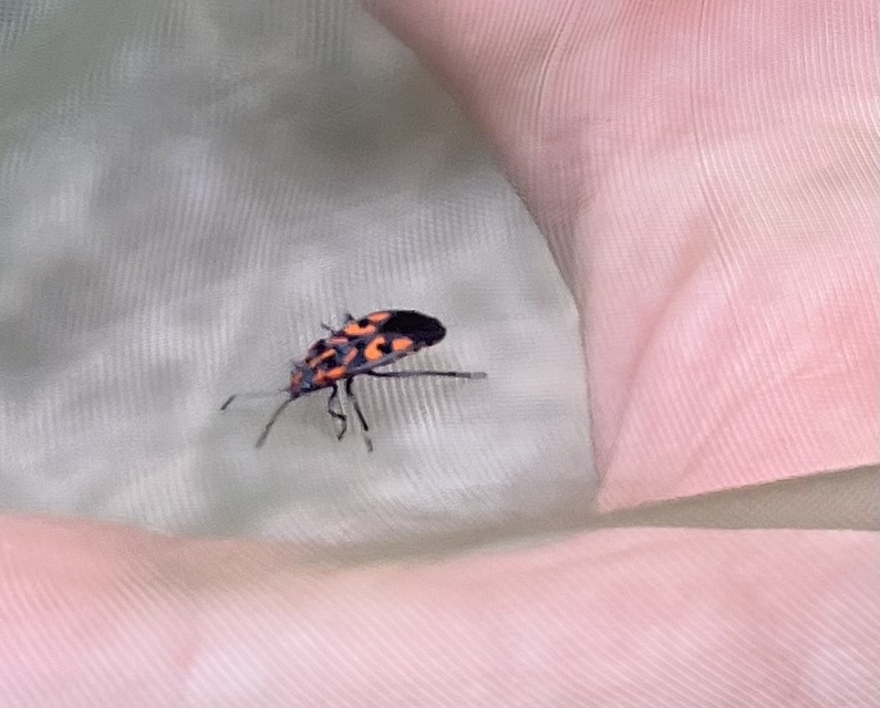 Spilostethus saxatilis - virágbodobács