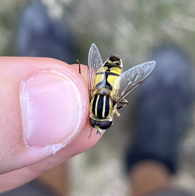 Helophilus trivittatus - nagy mocsárilégy