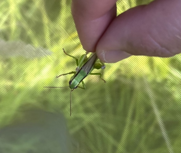 Mecostethus parapleurus - hagymazöld sáska