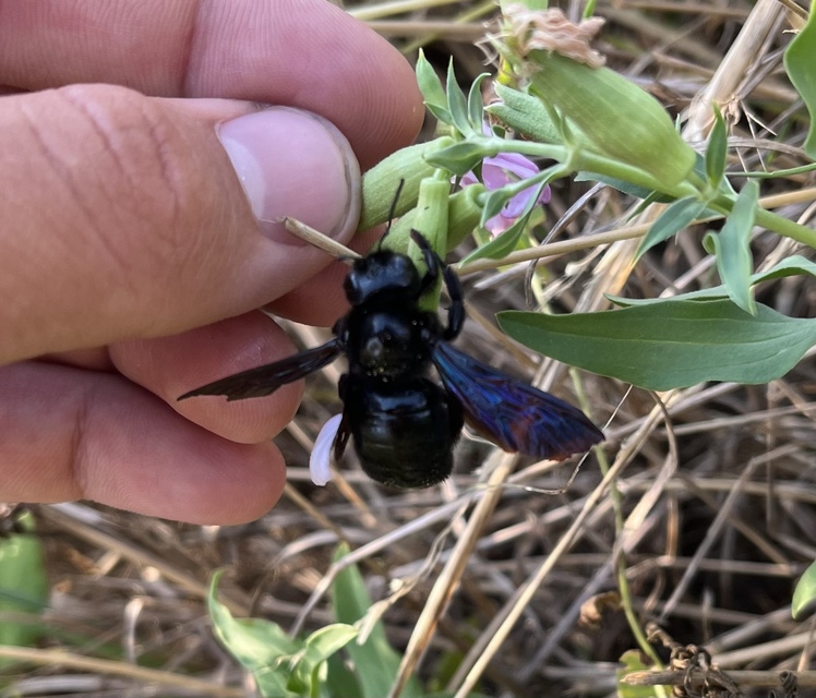 Xylocopa