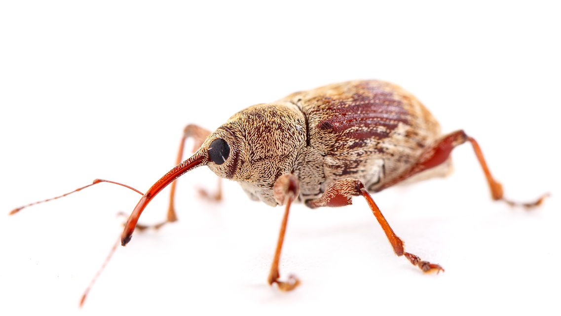 Curculio elephas - gesztenyezsuzsóka