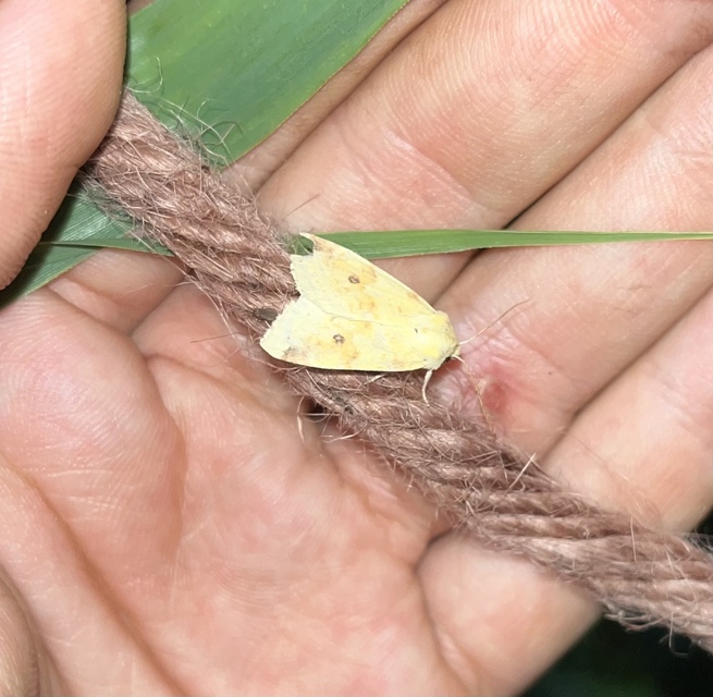 Cirrhia icteritia - nyárfa-sárgabagoly