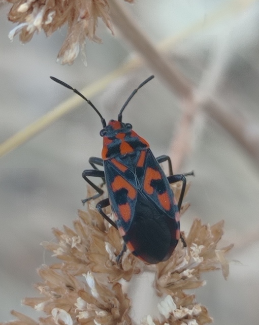 Spilostethus saxatilis - virágbodobács