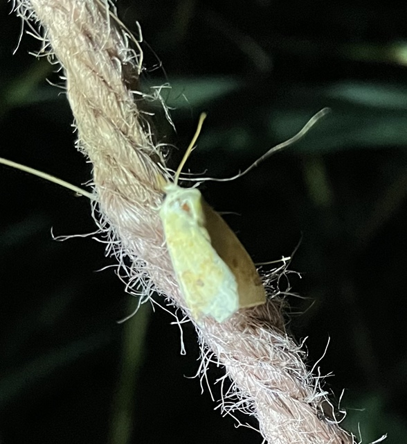 Cirrhia icteritia - nyárfa-sárgabagoly