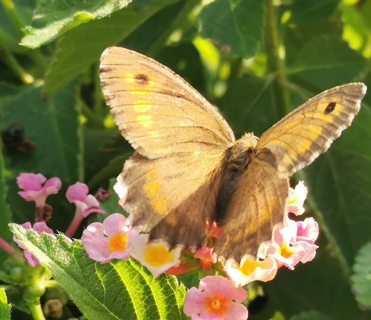 Arethusana arethusa - közönséges szemeslepke