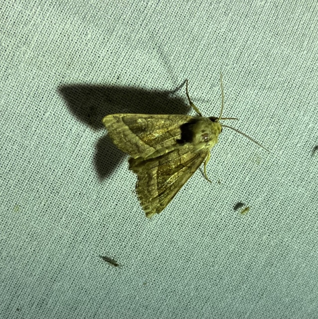 Hydraecia micacea - csillogó acsalapubagoly