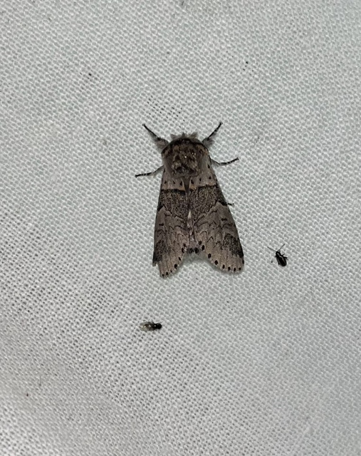 Furcula furcula - szürke púposszövő