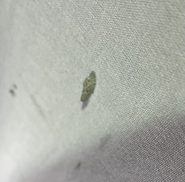 Metcalfa pruinosa - amerikai lepkekabóca