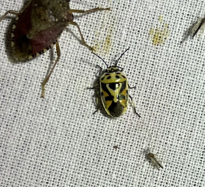 Eurydema ornata - díszespoloska