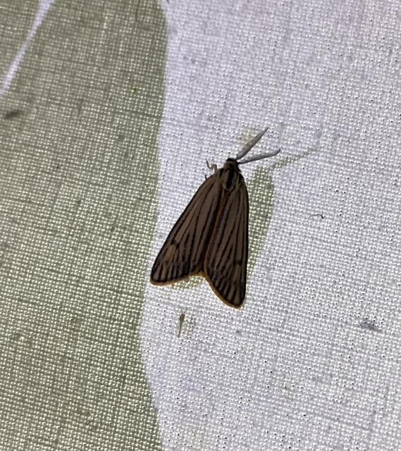Spiris striata - csíkos molyszövő
