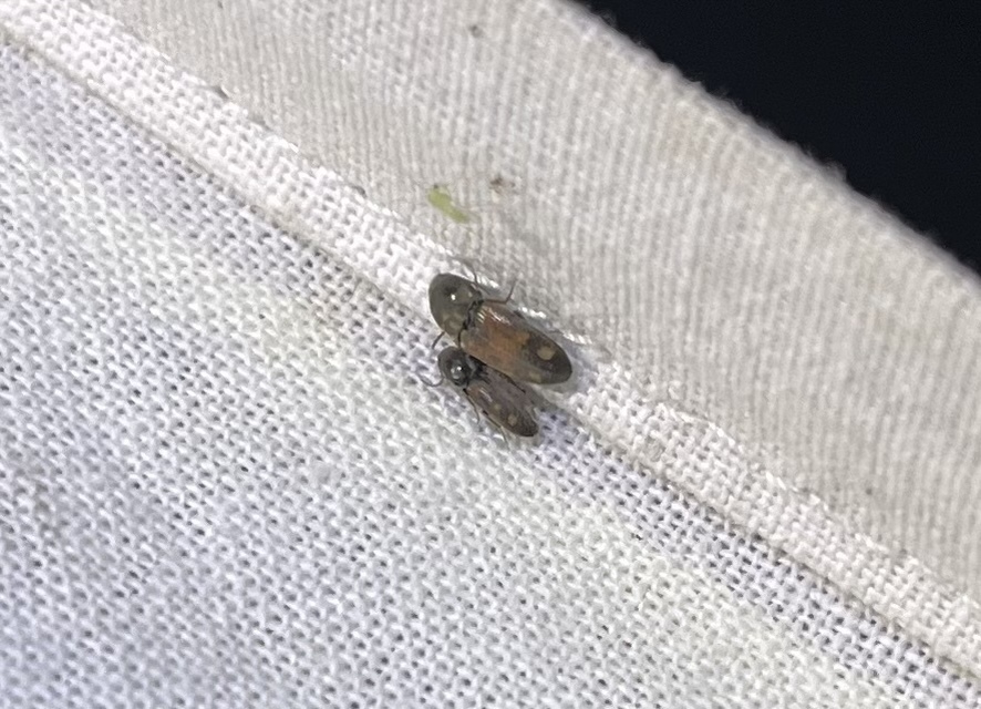 Drasterius bimaculatus - változékony pattanó