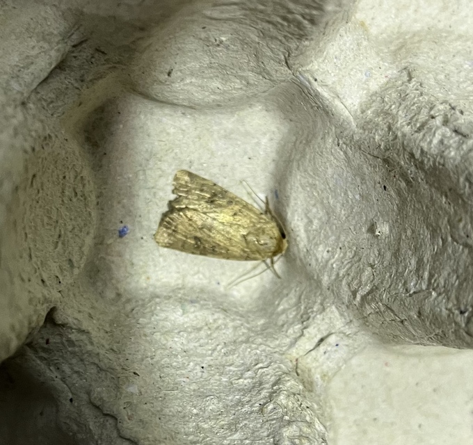 Hoplodrina octogenaria - barna selymesbagoly