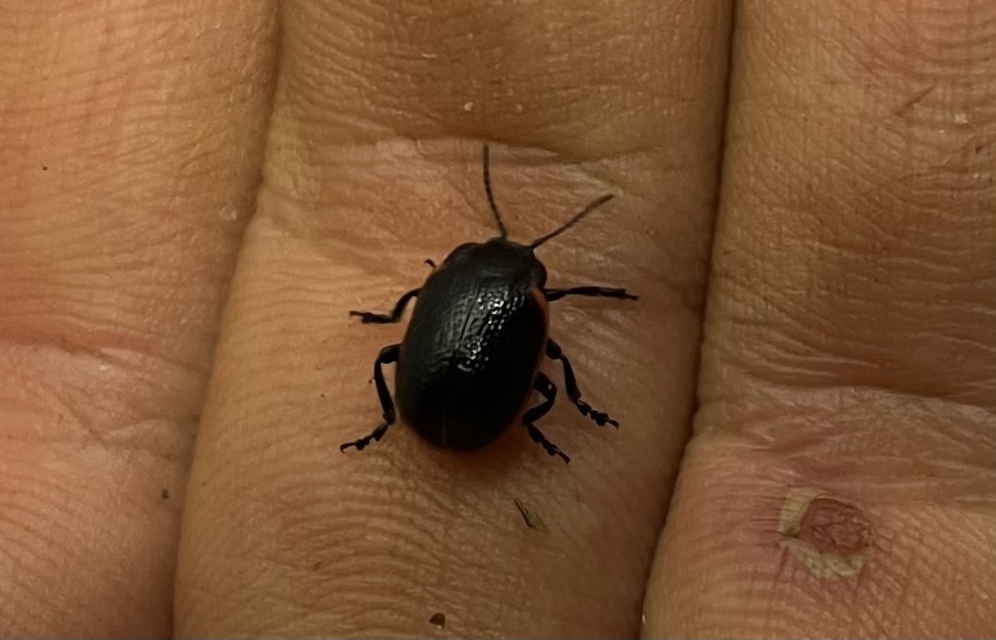 Chrysolina kuesteri - ráncos szegélyeslevelész