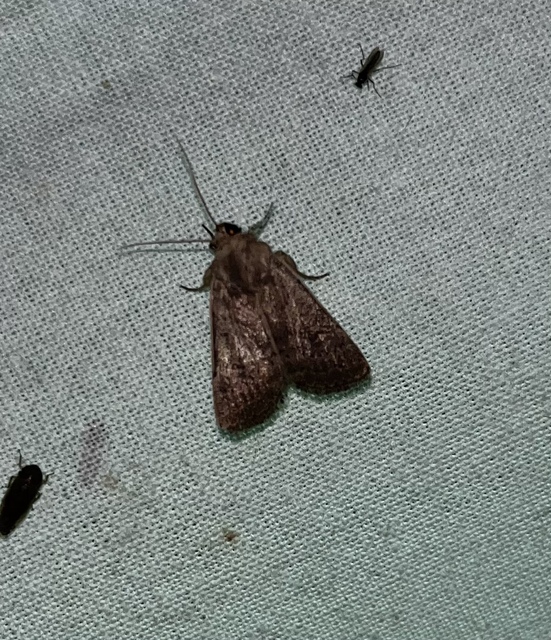 Athetis gluteosa - nyugtalan lápibagoly