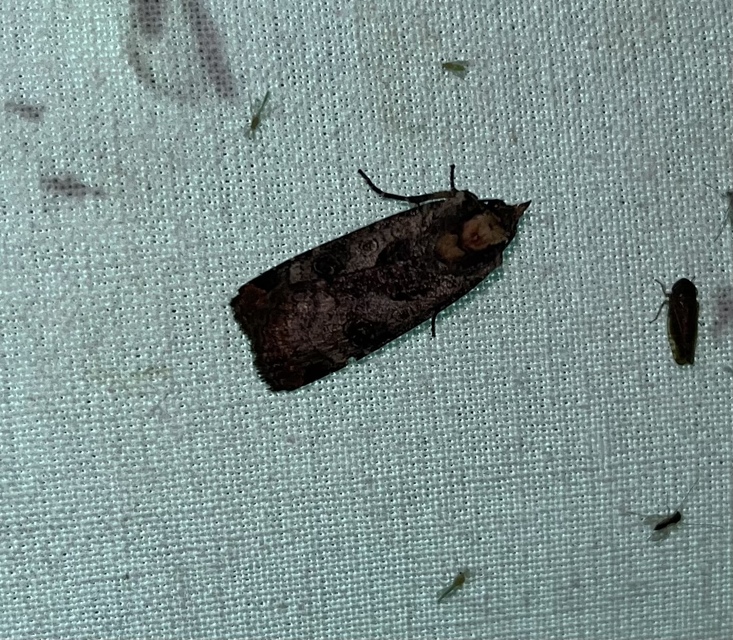 Epilecta linogrisea - karcsú sárgafűbagoly