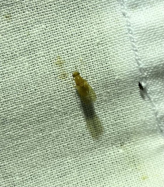Lauxaniidae - pudvalegyek