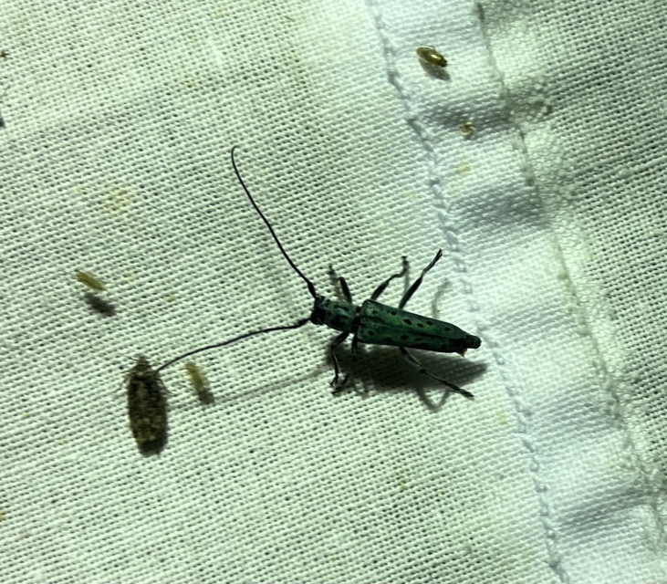 Saperda punctata - pettyes szilcincér Saperda punctata - pettyes szilcincér