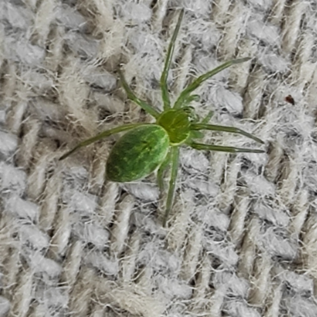 Nigma walckenaeri - zöld hamvaspók